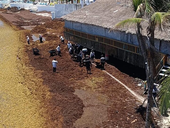 Sargazo afecta la salud de recolectores: Revista científica Harmful Algae.
