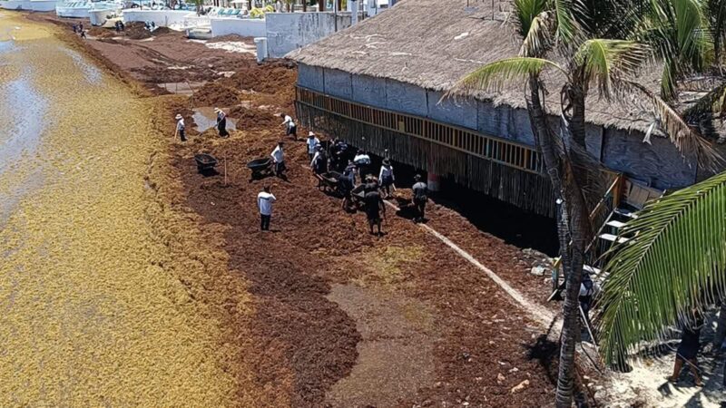 Sargazo afecta la salud de recolectores: Revista científica Harmful Algae.