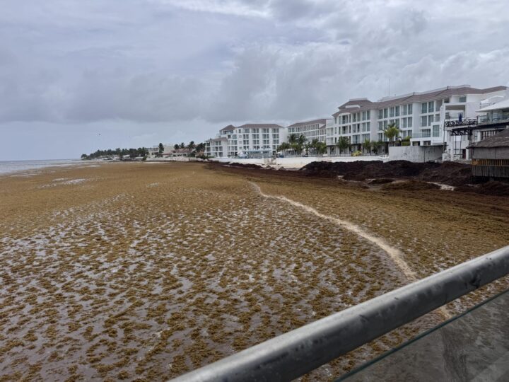En semáforo rojo por sargazo, casí la mitad de las playas de Q. Roo