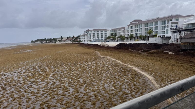 En semáforo rojo por sargazo, casí la mitad de las playas de Q. Roo
