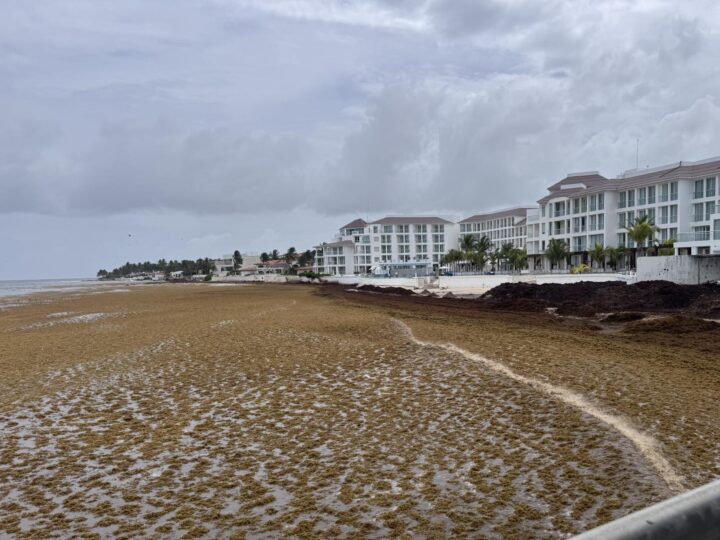 En semáforo rojo por sargazo, casí la mitad de las playas de Q. Roo