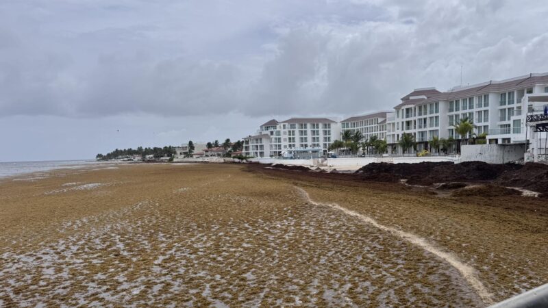 En semáforo rojo por sargazo, casí la mitad de las playas de Q. Roo