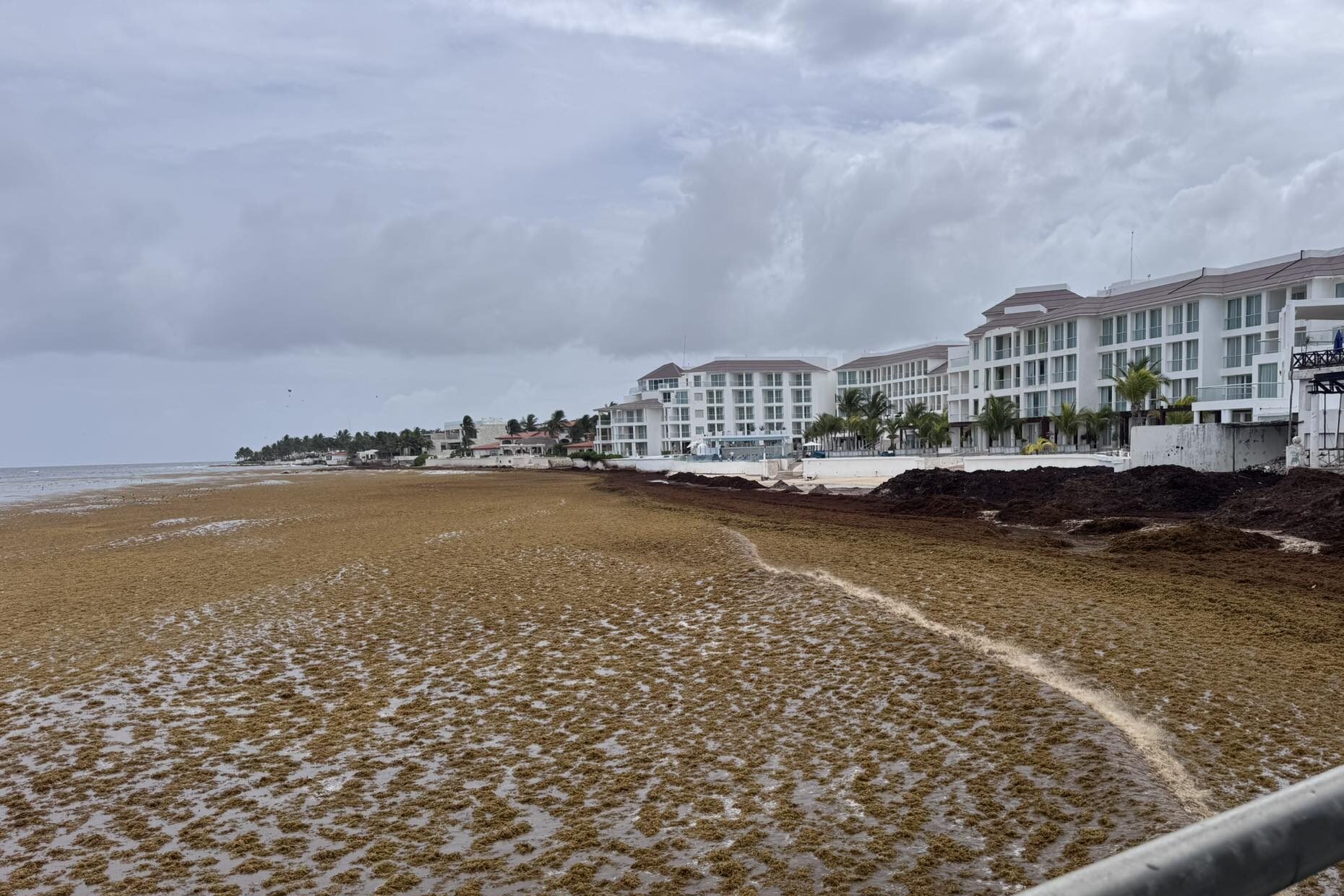 Sargazo rebasa las 50 mil toneladas en Quintana Roo
