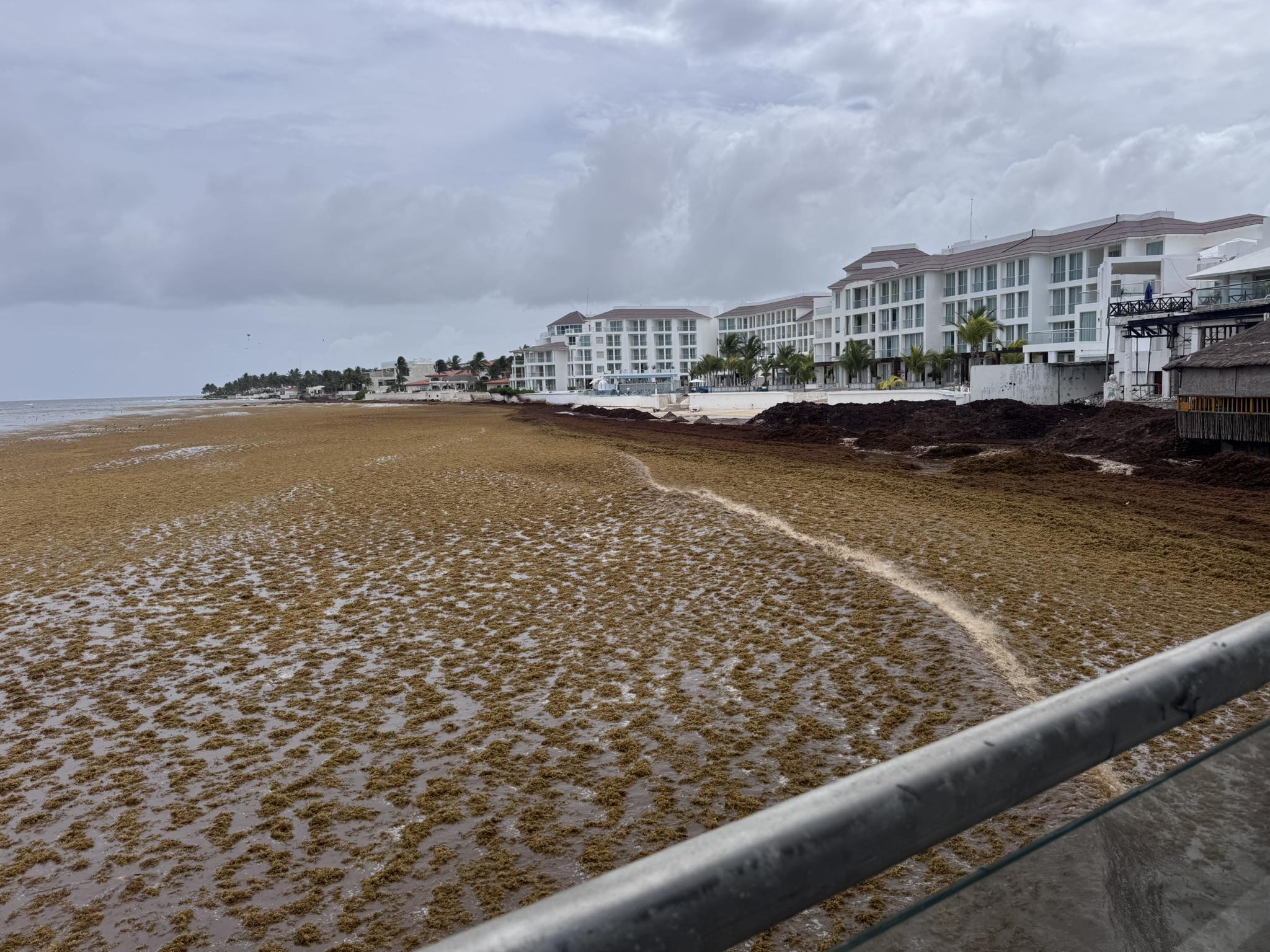 En semáforo rojo por sargazo, casí la mitad de las playas de Q. Roo