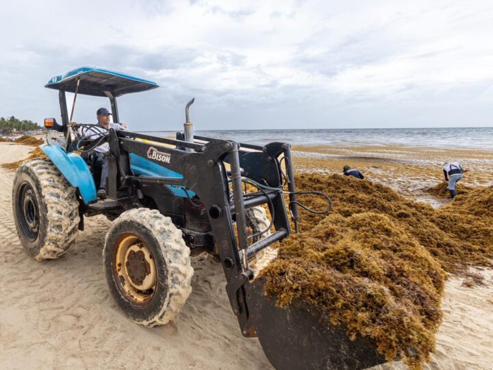 Convoca a la sociedad de Playa del Carmen a sumarse al “Reto Sargazo 2026”