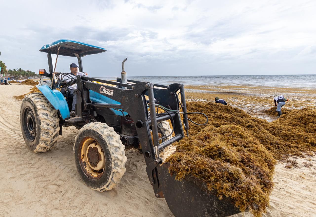 Convoca a la sociedad de Playa del Carmen a sumarse al “Reto Sargazo 2026”