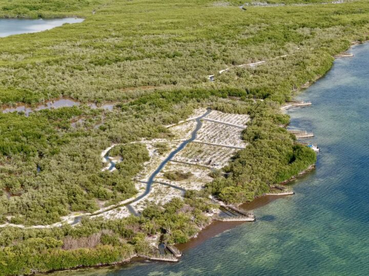 Programa de mitigación ambiental del puente Nichupté suman más de 42 hectáreas de manglar rehabilitadas.