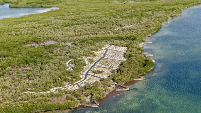 Programa de mitigación ambiental del puente Nichupté suman más de 42 hectáreas de manglar rehabilitadas.