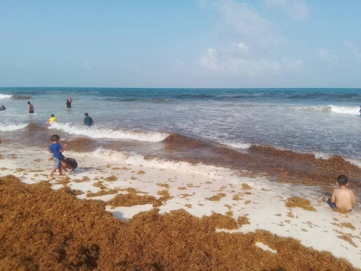 Analiza UNAM riesgos a la salud por sargazo en playas de Q. Roo.