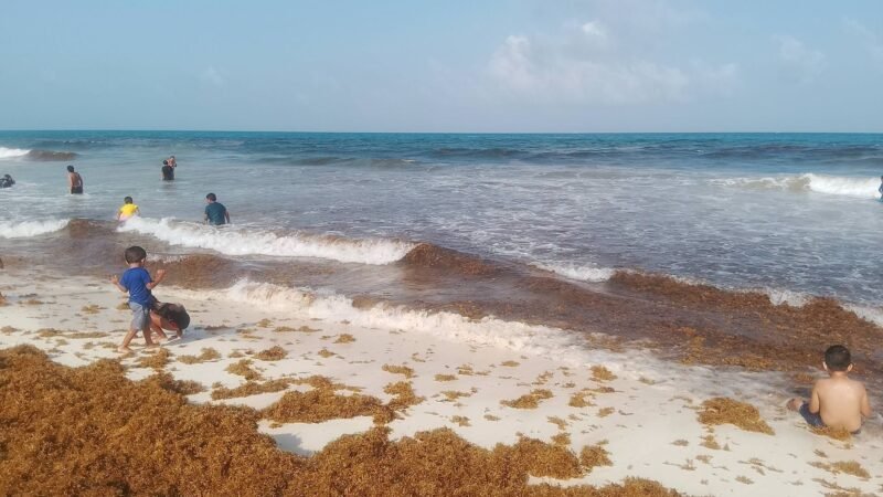 Analiza UNAM riesgos a la salud por sargazo en playas de Q. Roo.