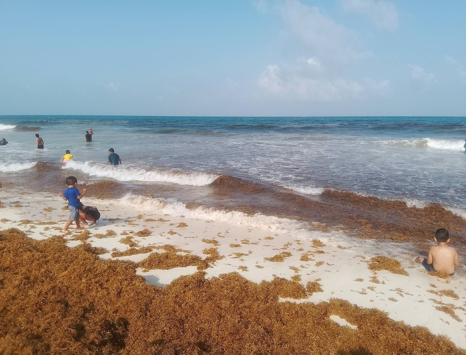 Analiza UNAM riesgos a la salud por sargazo en playas de Q. Roo.